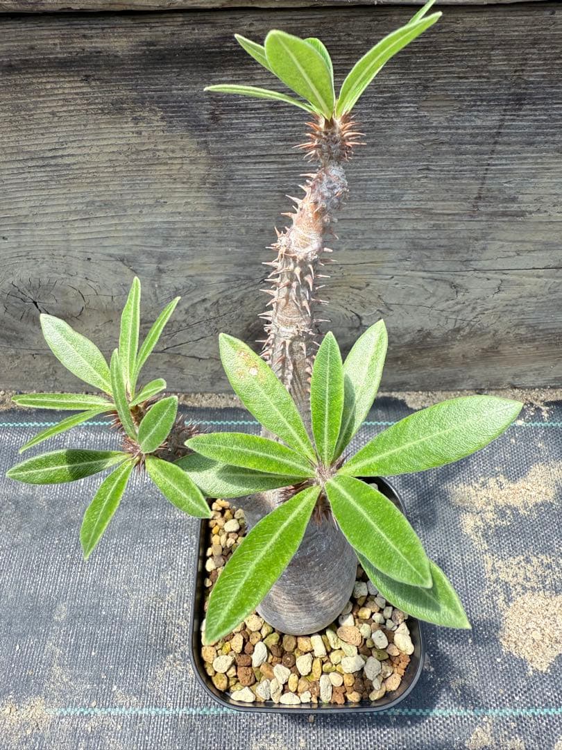 GP パキポディウム マカイエンセ　現地球