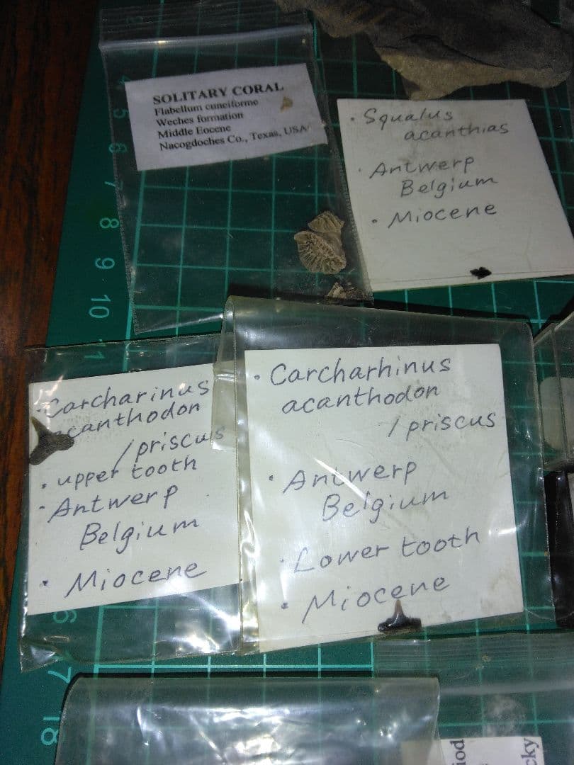 世界の化石　まとめ売り　化石　アンモナイト　巻き貝　ウミユリ　サメの歯化石