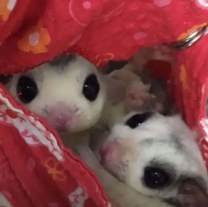 モモンガハウス（りんご柄） 夏仕様  涼しい夏生地を使用❗️ 1600円