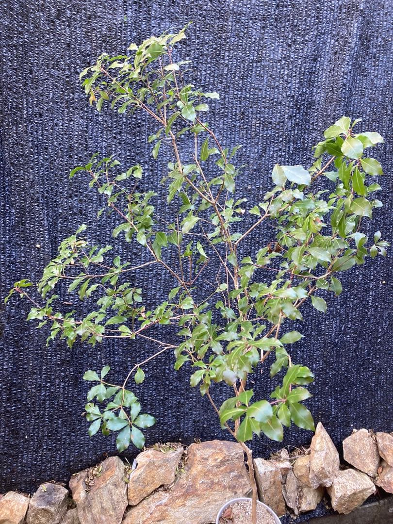 山採り　アセビ　馬酔木　約　170センチ