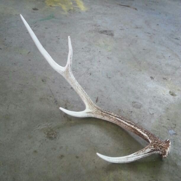エゾシカの角