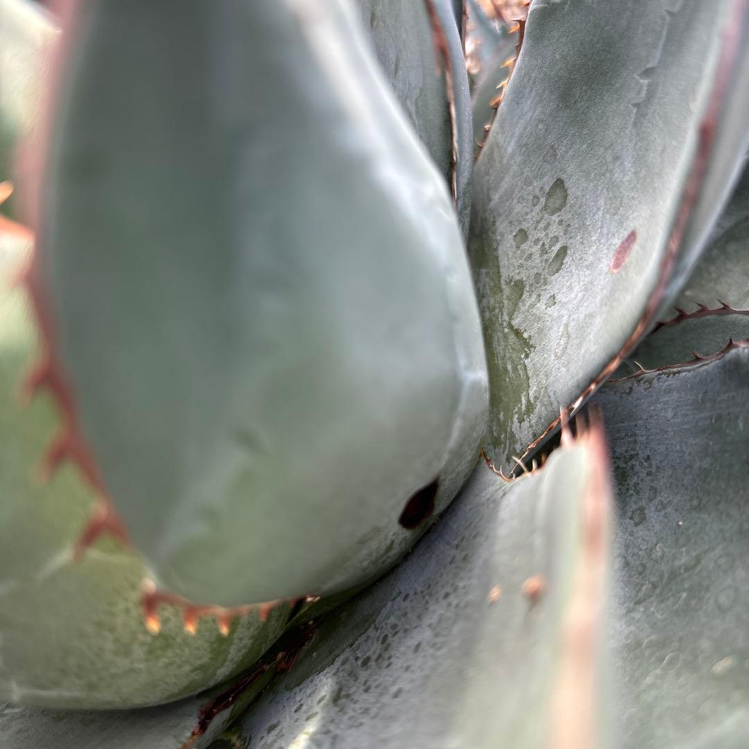 AGB33　アガベ　アリゾニカ　丸葉