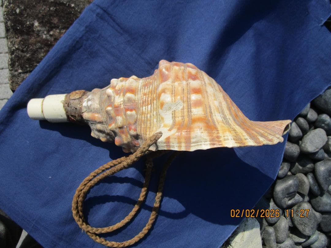 法螺貝　ホラ貝　紐付き　山伏必需品　1個