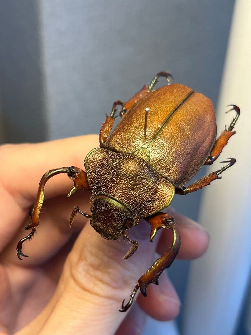 【42mm】ミラビリステナガスジコガネ'ナンベイテナガスジコガネ 昆虫標本