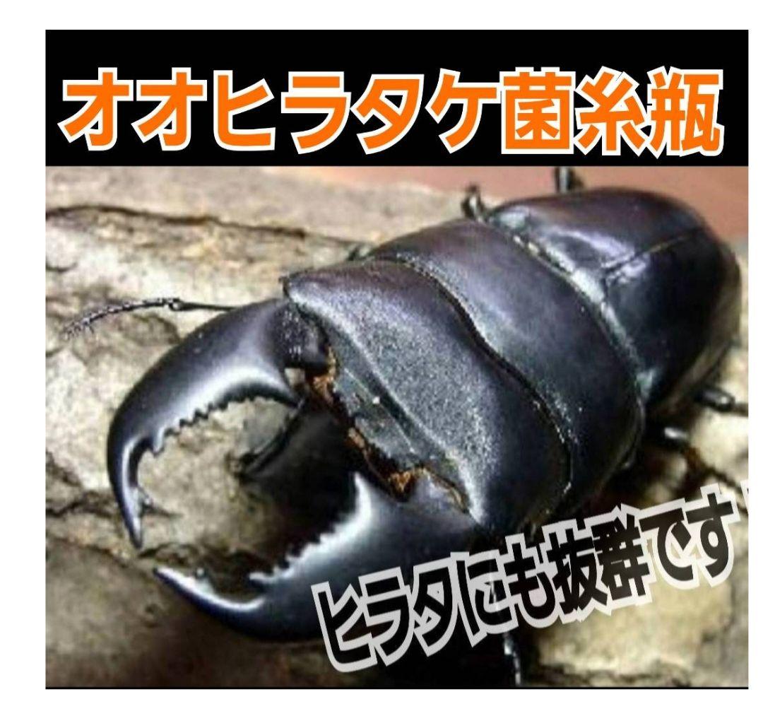 極上！オオヒラタケ菌糸瓶【8本】トレハロース強化配合！オオクワ・ヒラタ・虹色に！