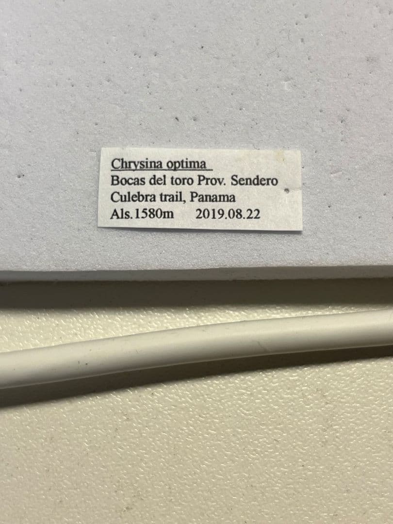 【23mm】オプティマプラチナコガネ 標本 頭が金！カナブン ウグイスコガネ