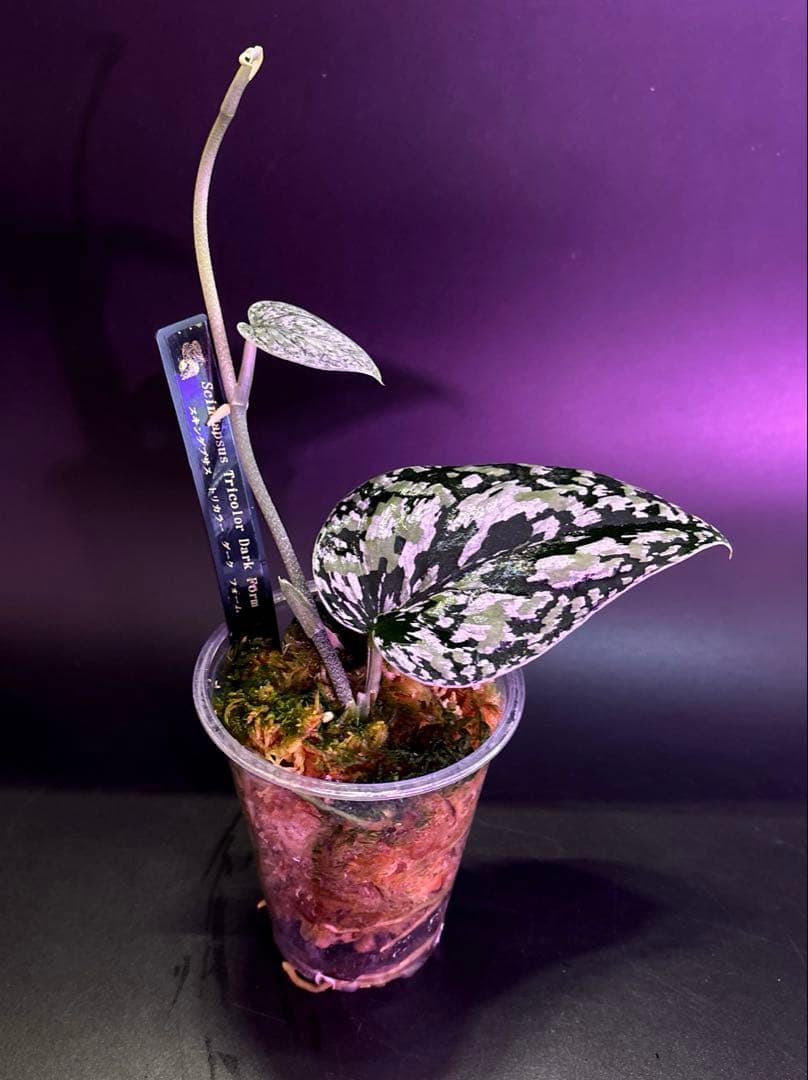 スキンダプサス　綺麗な　セットL2