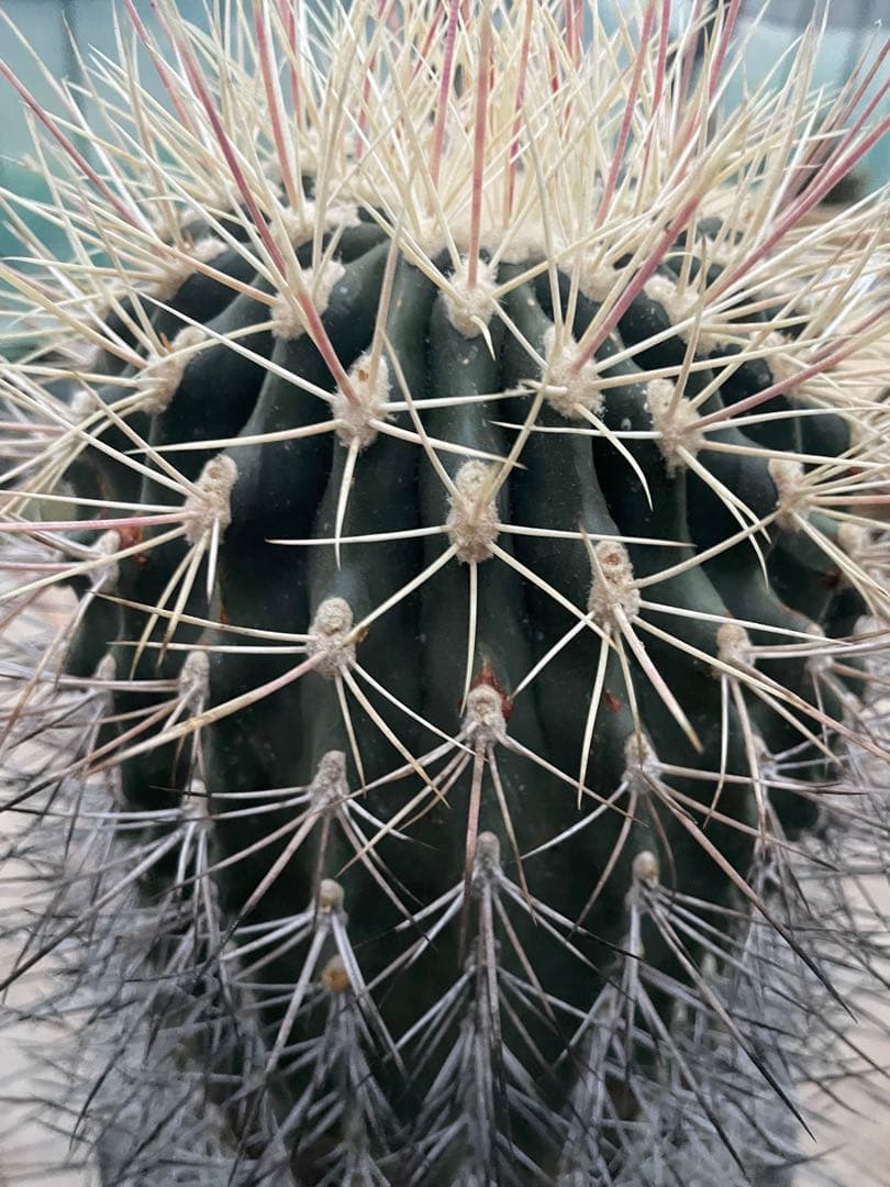 サボテン 白鳥丸 フェロカクタス 古株 超巨大株