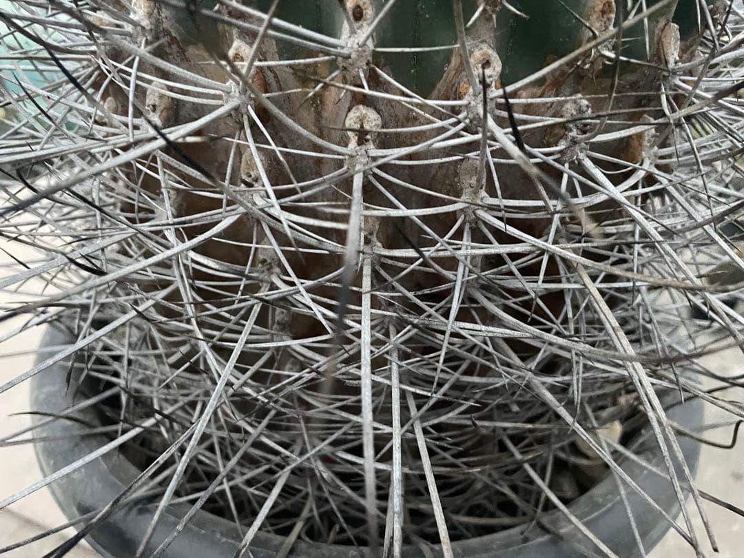 サボテン 白鳥丸 フェロカクタス 古株 超巨大株