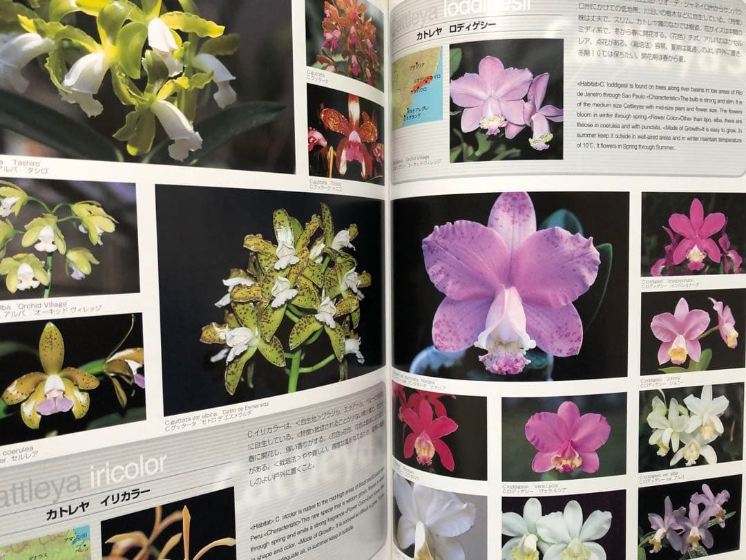 原種カトレヤ全書 オーキッドバイブル1
