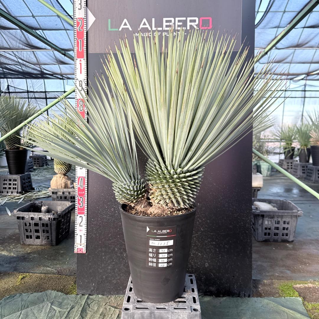 s*a様 【AL1115】ユッカ　ロストラータ　シルバーブルー個体　希少ダブルヘ
