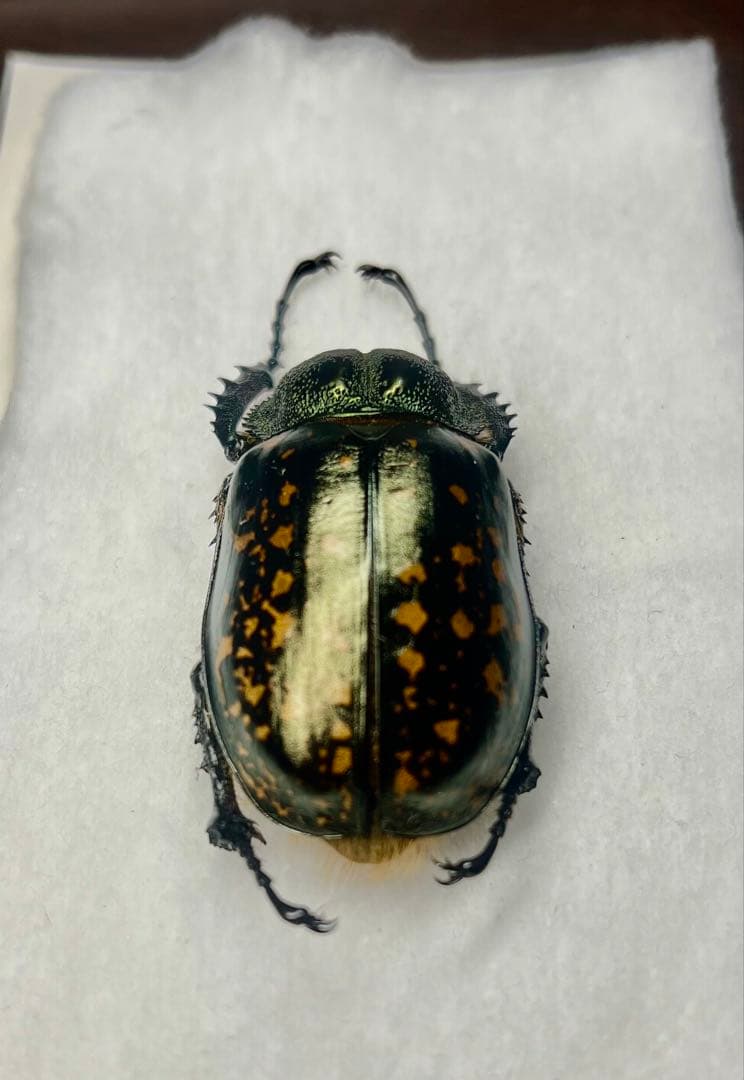 ★貴重★タイワンテナガコガネ♀標本　貴重な前胸グリーンタイプ