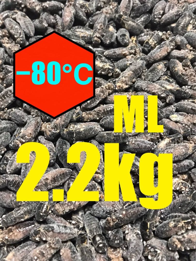 専用出品　清潔コオロギ2.2kg 冷凍コオロギ　ＭＬサイズ　クロコオロギ約2kg