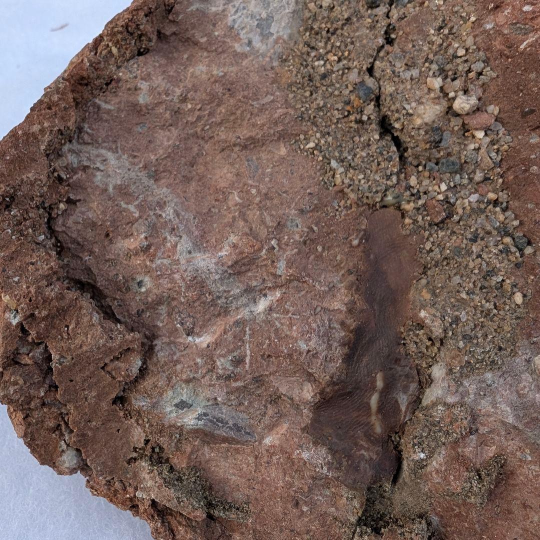 本物保証　恐竜ハドロサウルスの卵化石　絶品美肌の美品卵　極上カバー率　補修あり