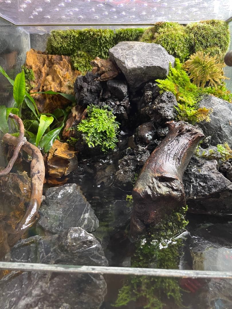 【ぴよぴよ】 滝と渓流のアクアテラリウム　30センチ水槽