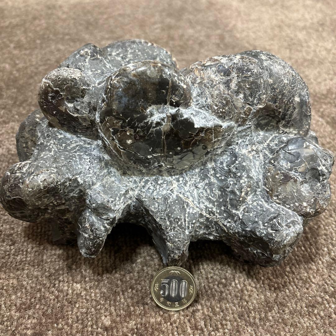 アンモナイト　化石　三笠　群集