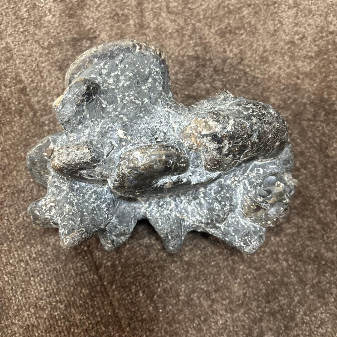 アンモナイト　化石　三笠　群集