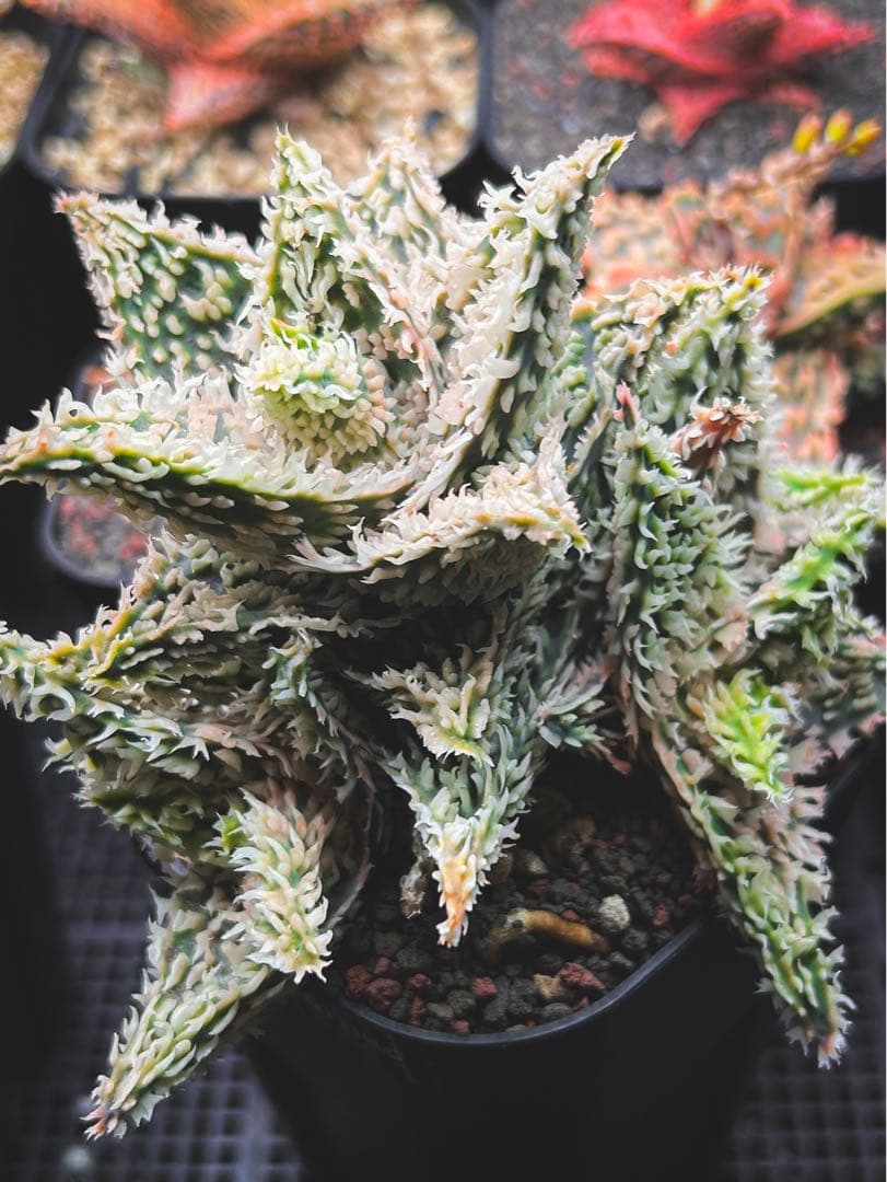 【子株5、6付き】アロエ ハイブリッド / aloe hyb