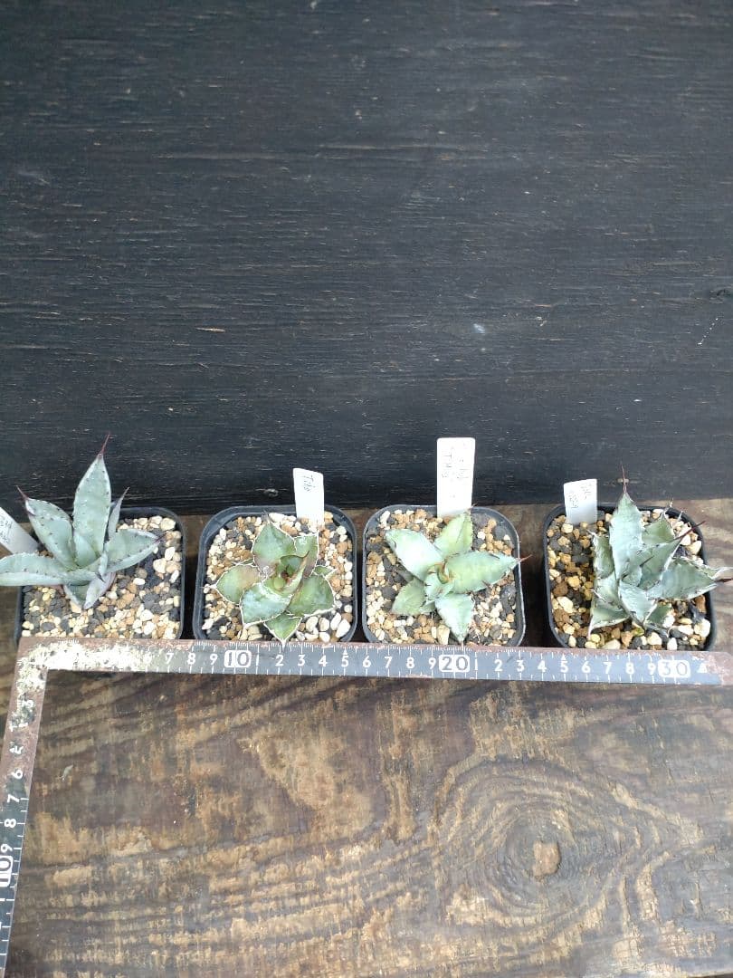 アガベ　ハイブリッド　4株セット