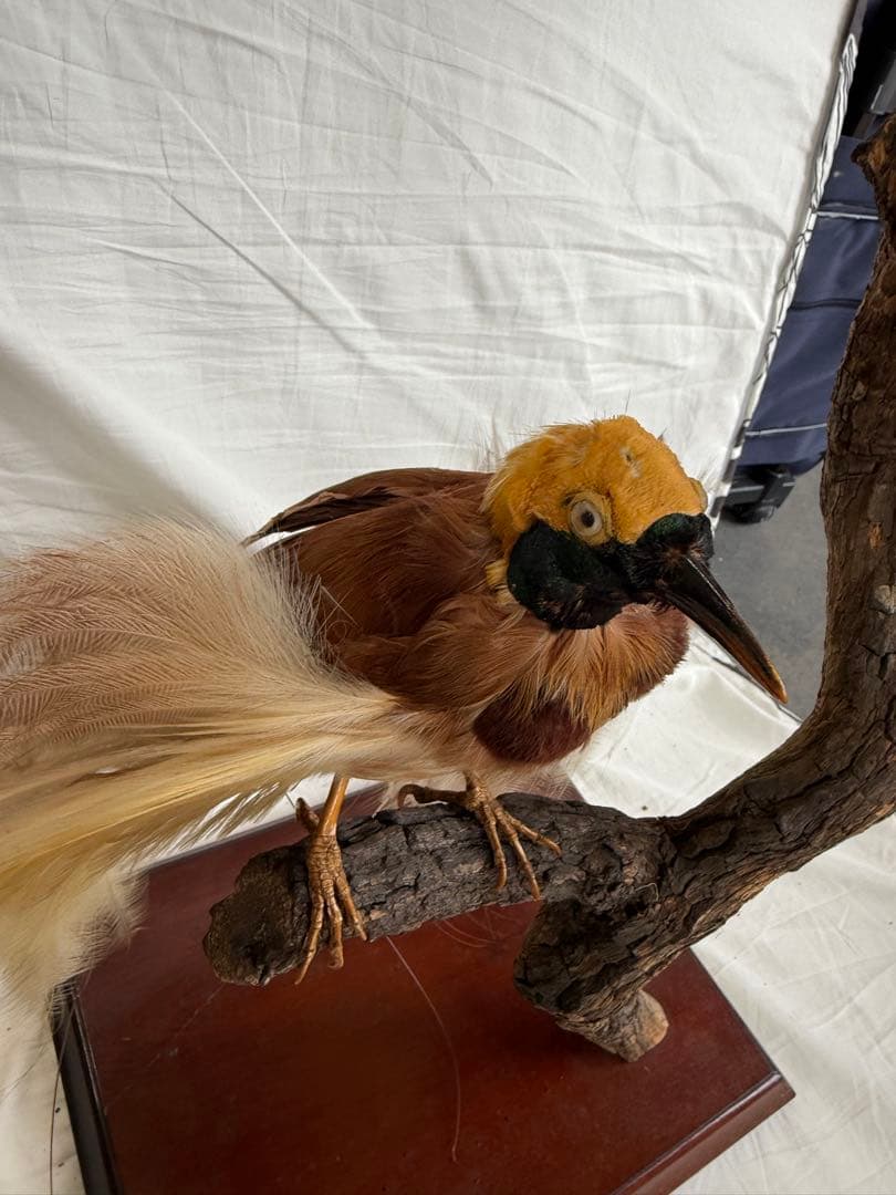 【希少】極楽鳥（オオフウチョウ）剥製　縁起物