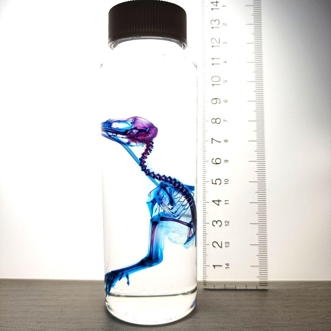1点物☆極美品【透明骨格標本】ウズラ② 約10cm