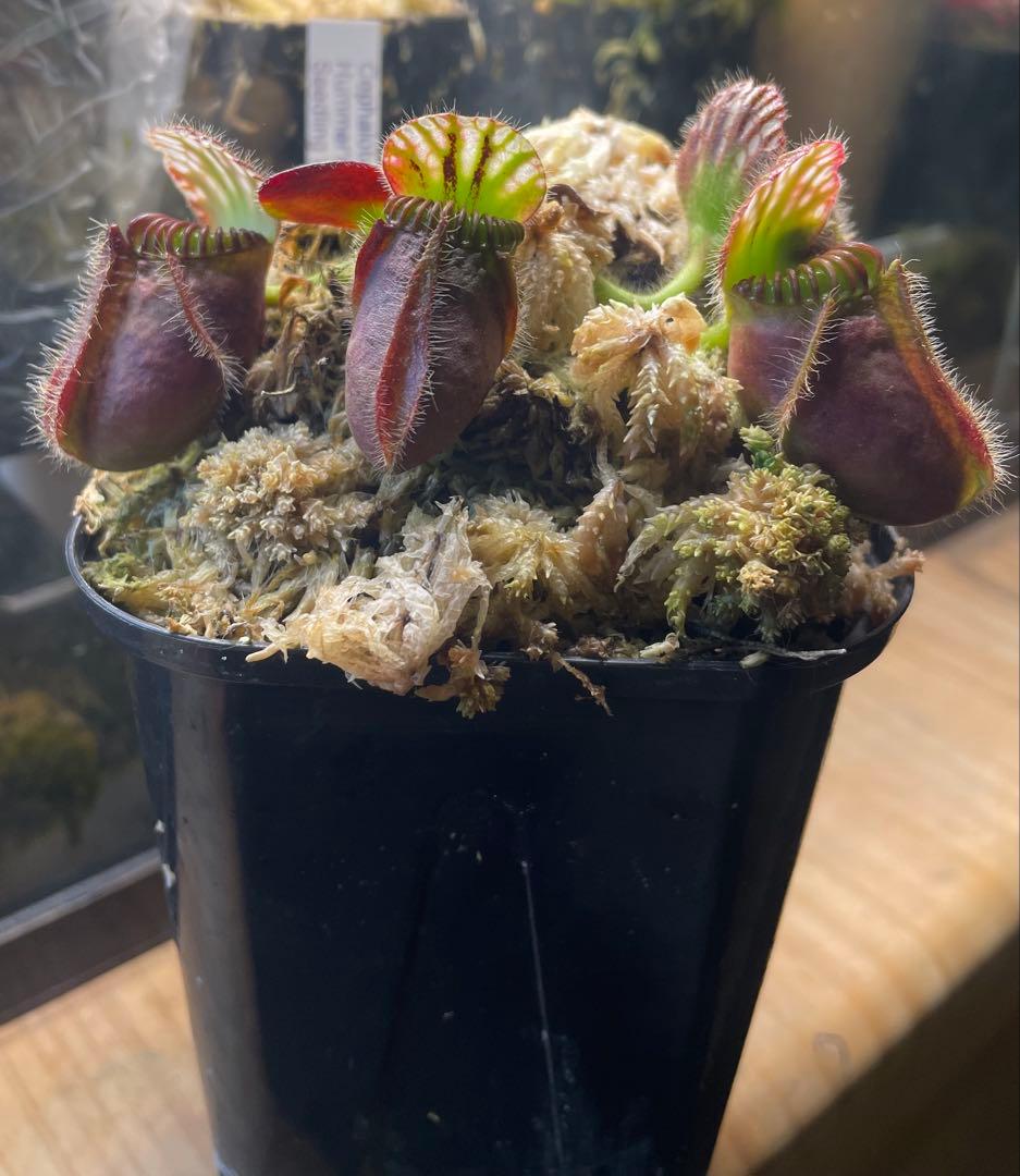 セファロタス・フォリキュラリス　「ハマーズジャイアント」CK 株分け苗