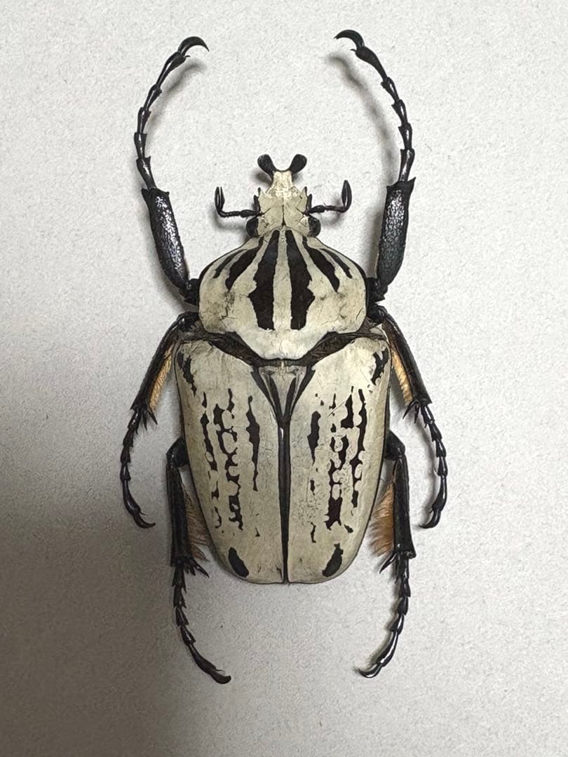 【美白】ゴライアス　ウサンバレンシス　(プレイシー)