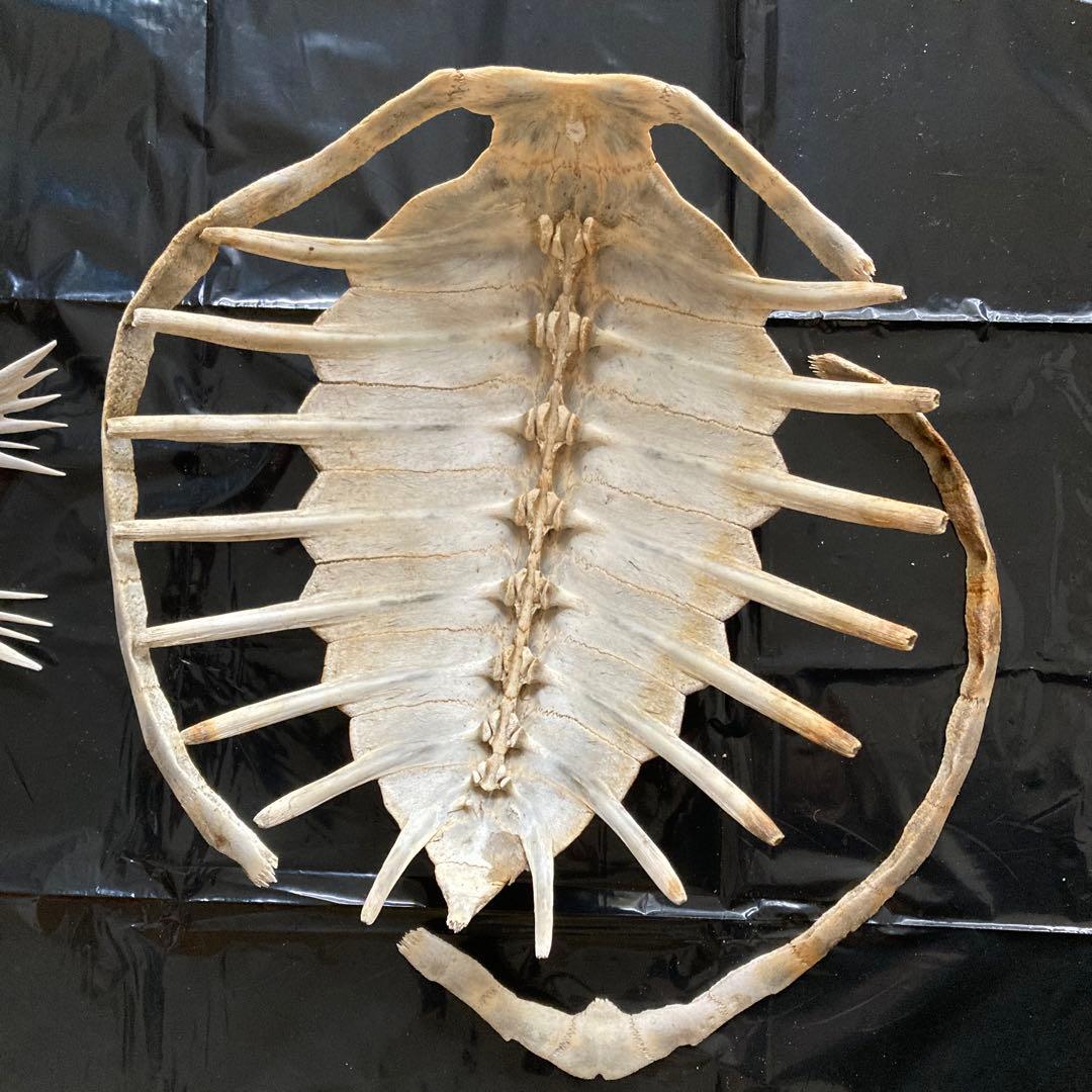 アオウミガメの骨 骨格標本