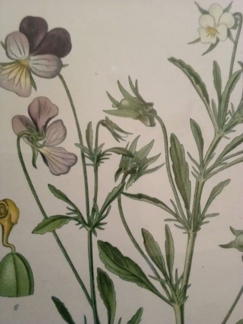 フランス ボタニカル画 石版画の額装品 １８９１年