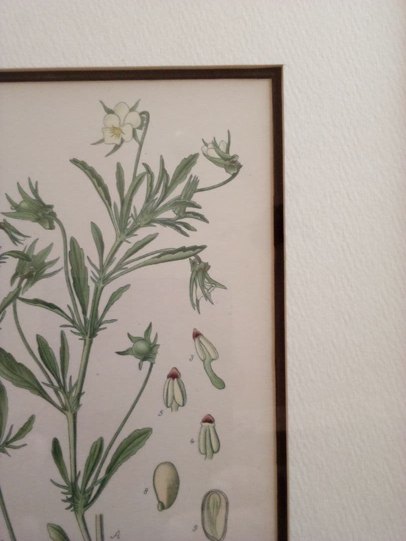 フランス ボタニカル画 石版画の額装品 １８９１年