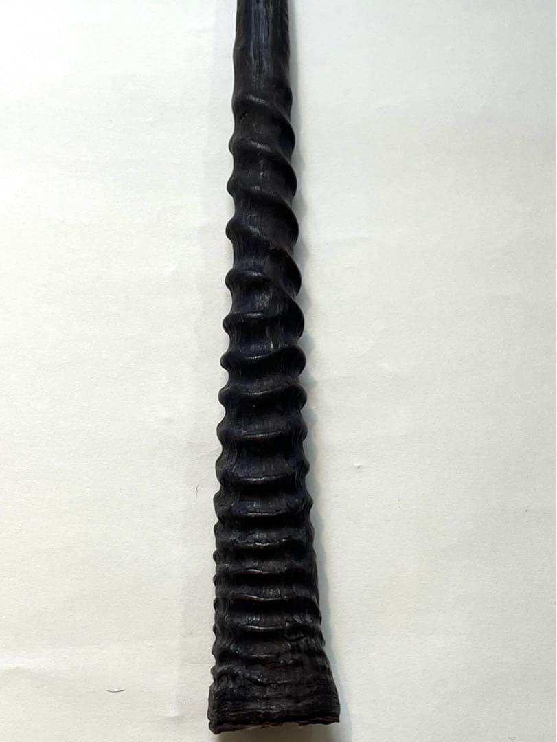 希少② オリックスホーン　鹿の角　検索）一角獣　オウムガイ