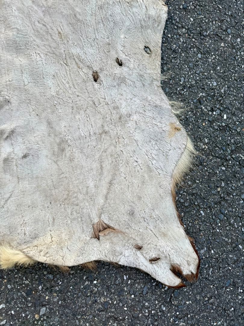 日本鹿 ラグマット 毛皮 敷物 ブランケット 蝦夷鹿 ブッシュクラフト キャンプ