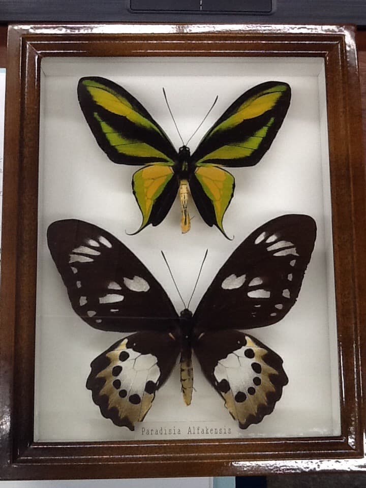 ゴクラクトリバネアゲハ