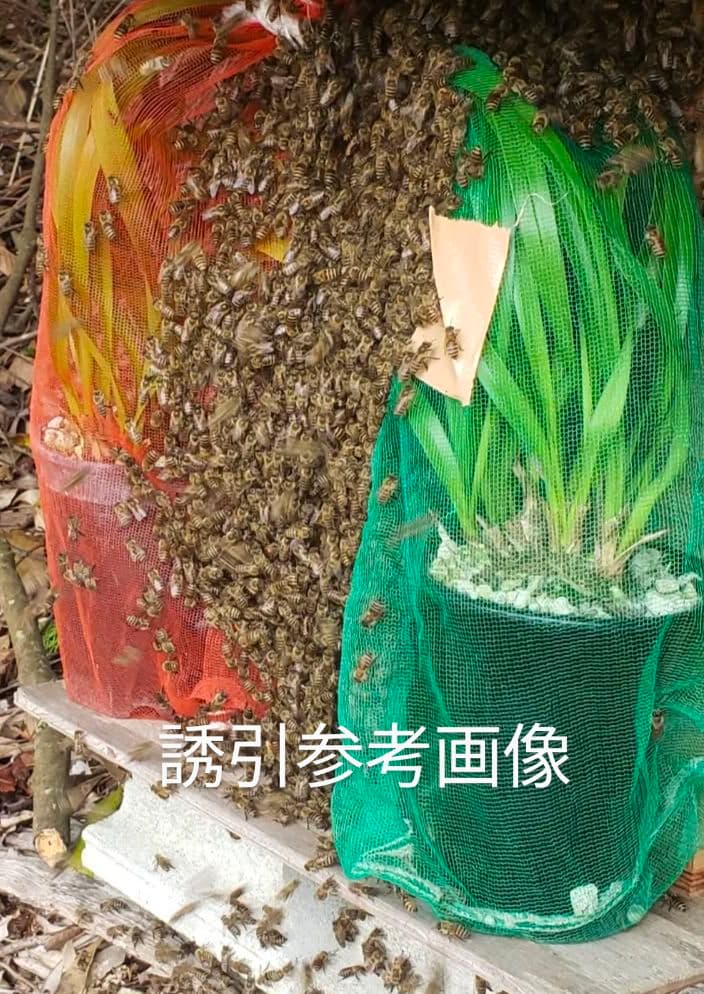 キンリョウヘン　白花　３鉢　日本蜜蜂　誘引