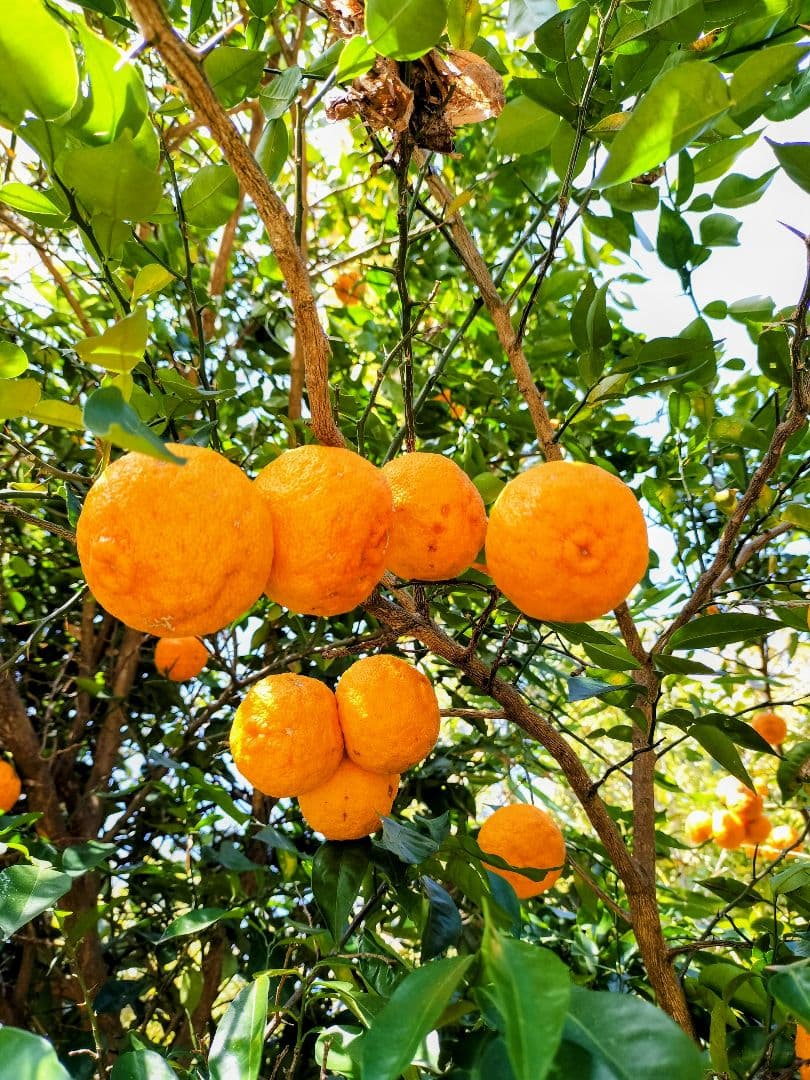 採りたて！！霜降り実生本柚子　１０㌔