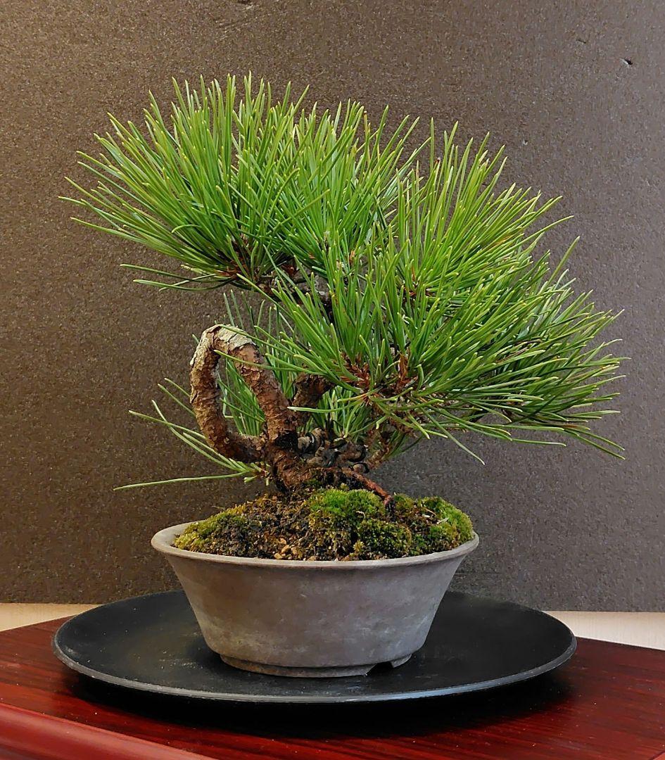黒松盆栽！
