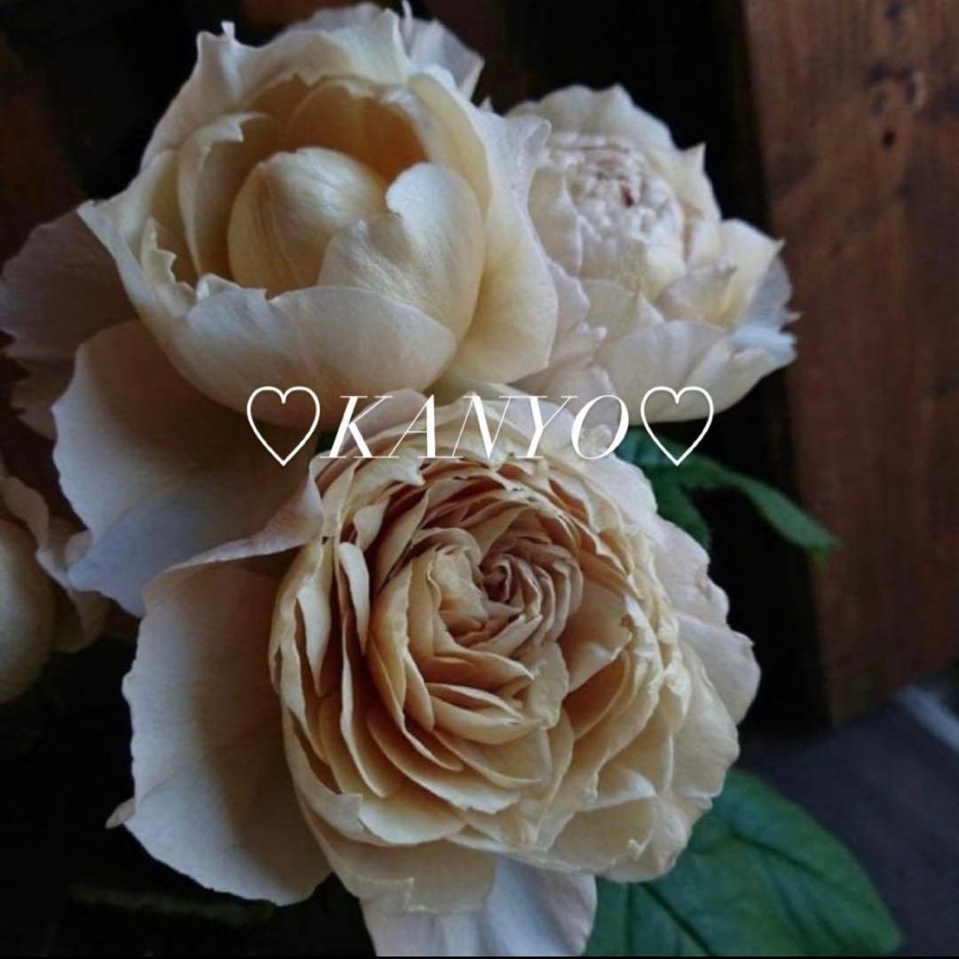 ◆*子様 バラ苗　和バラ　ペリアン　正規品