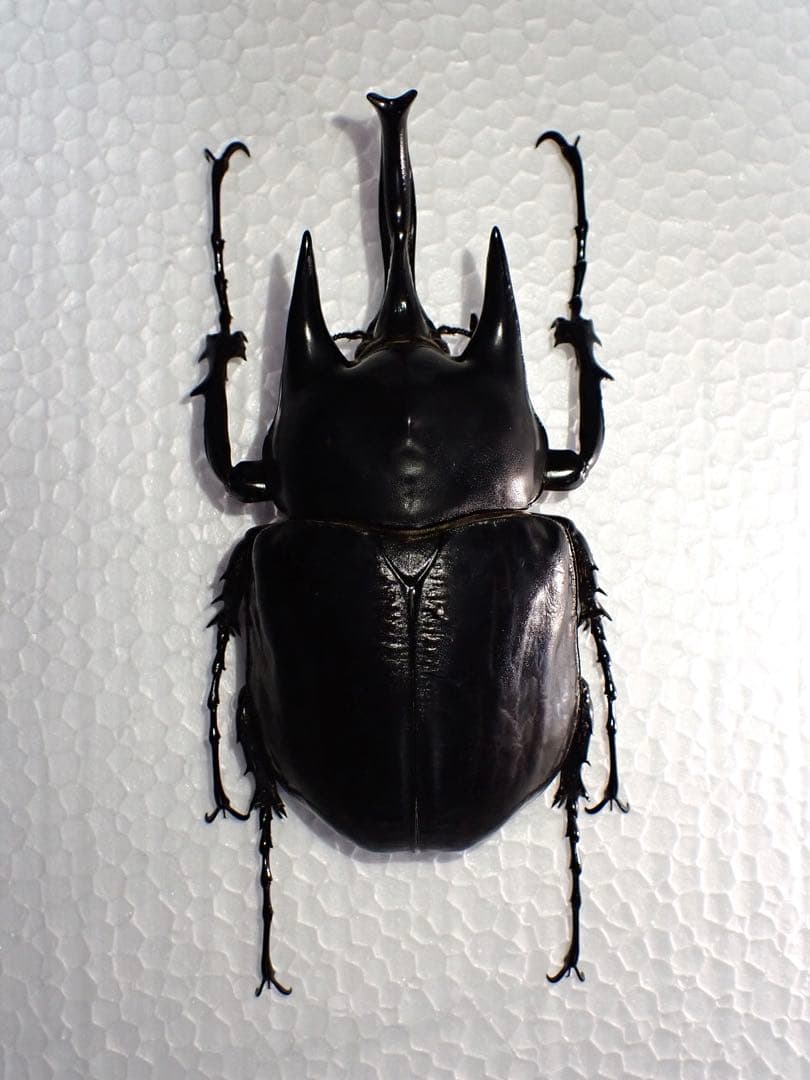【標本】レックスゾウカブト　ペルー産　115.1ミリ　野外品