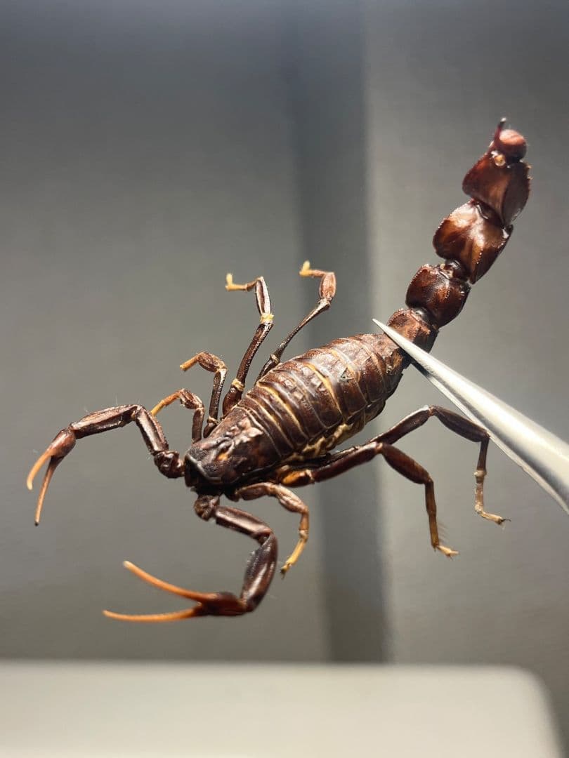 【蠍標本】ブラックファットテールスコーピオン全長5cm程タランチュラムカデセンチ