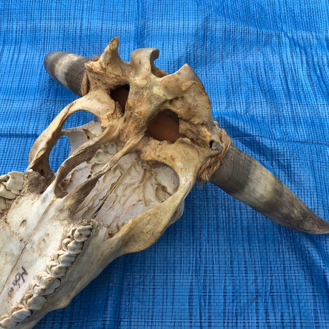 バッファロースカルヘッド、頭蓋骨、本物。