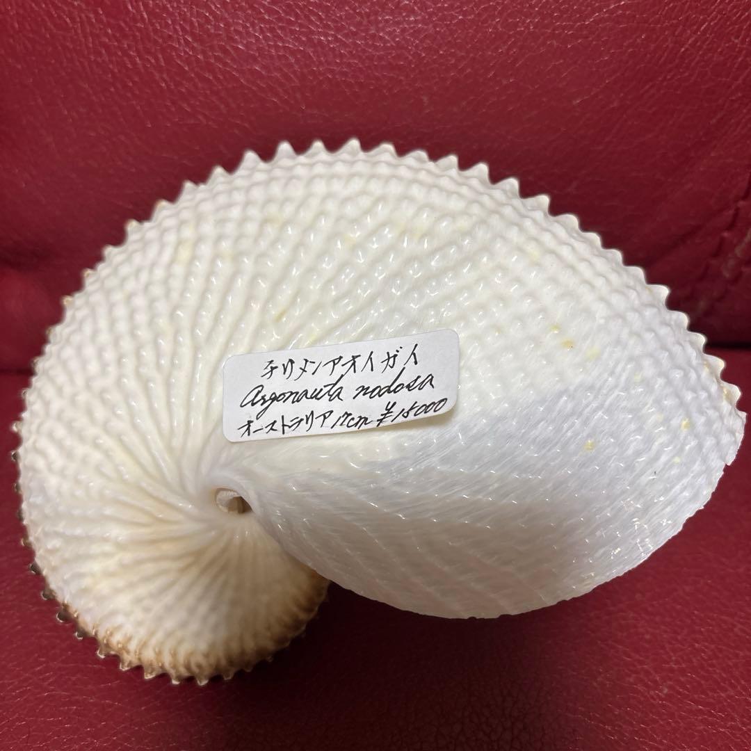 (希少)チリメンアオイガイ　貝　オーストラリア産