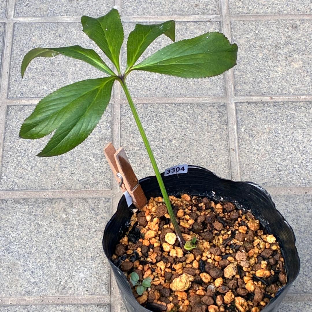 i*u様 ☘️蕾付き☘️3304⭐️超希少⭐️アンティークピエラ⭐️吉田園芸⭐️