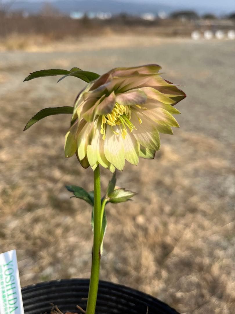 i*u様 ☘️蕾付き☘️3304⭐️超希少⭐️アンティークピエラ⭐️吉田園芸⭐️