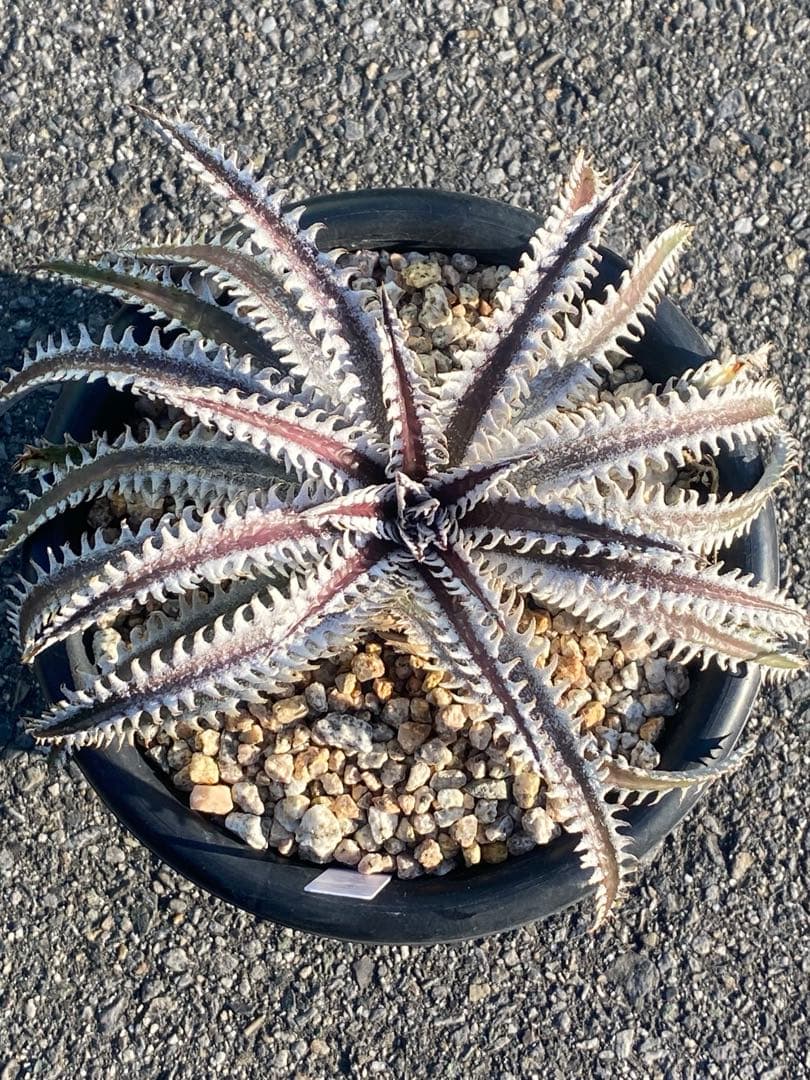 Dyckia ‘Smilodon’ Amazonico Hyb ディッキア