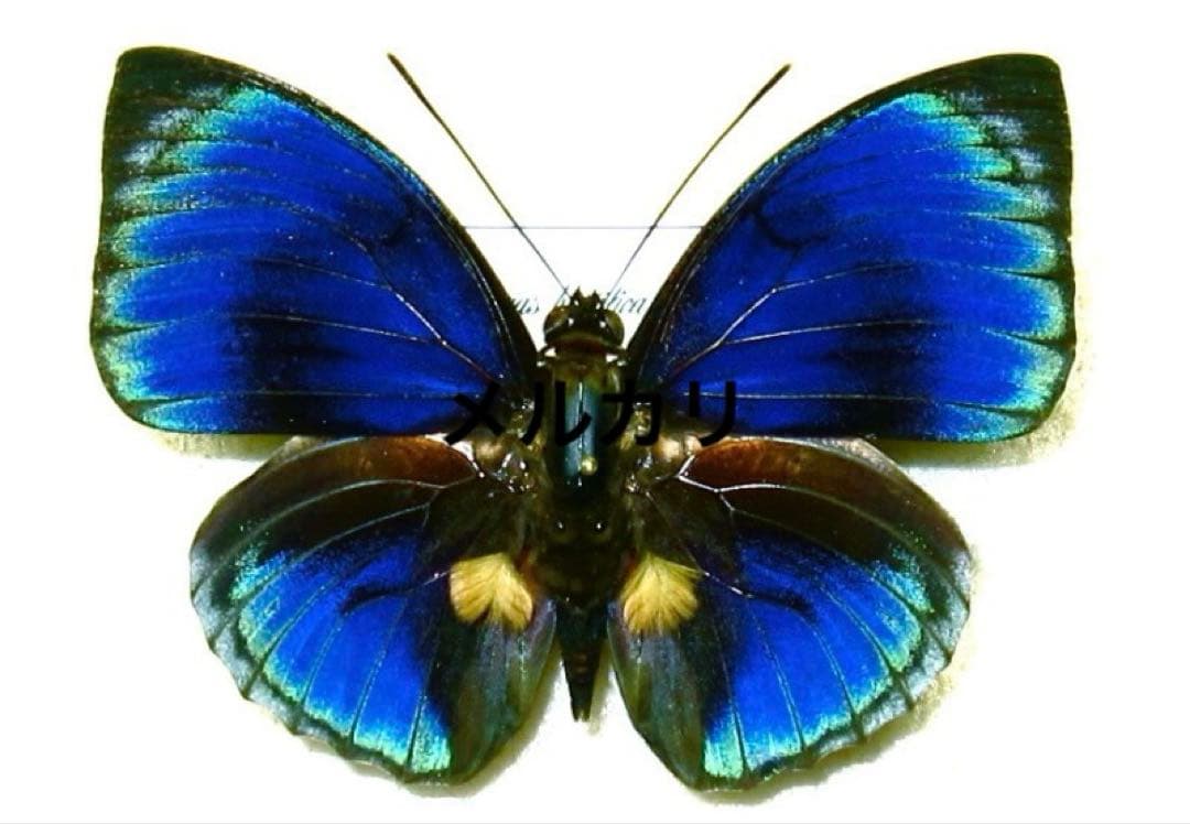 特選‼️アグリアス・ベアティフィカ・ストゥアルティ 美麗個体 蝶標本