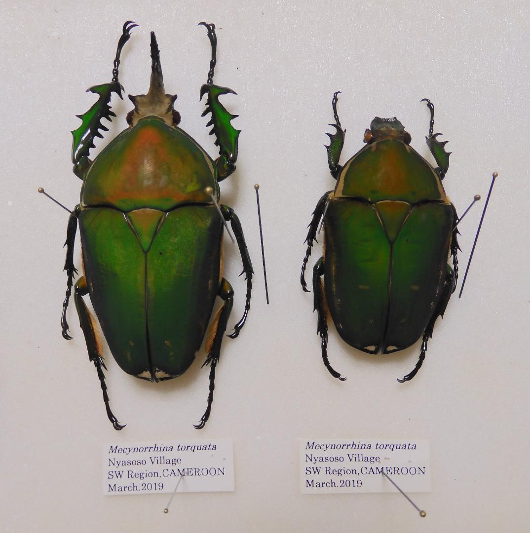 カメルーン産クビワオオツノカナブン　ペア　83mm 57mm