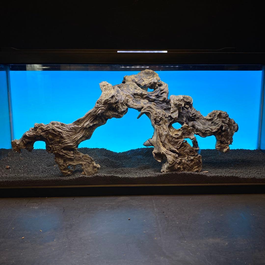 MJW-6619 「特大」ジンジャーウッド　90cm水槽用　天然流木一点物
