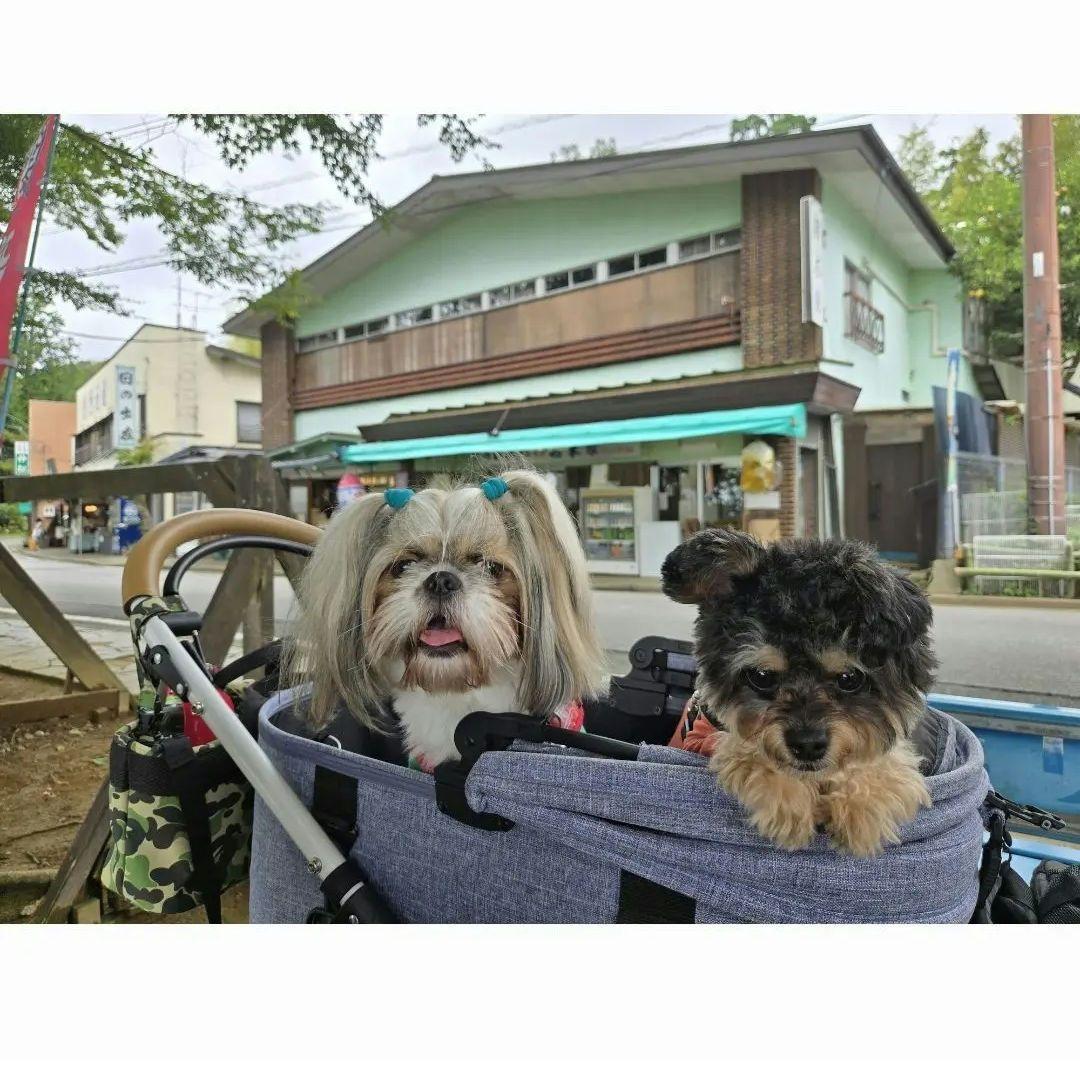 週末限定値下げ❗エアバギー ドーム3 ラージサイズ