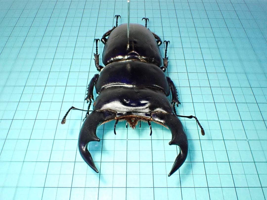 【標本】アンタエウスオオクワガタ　インド産　88.3ミリ　飼育品