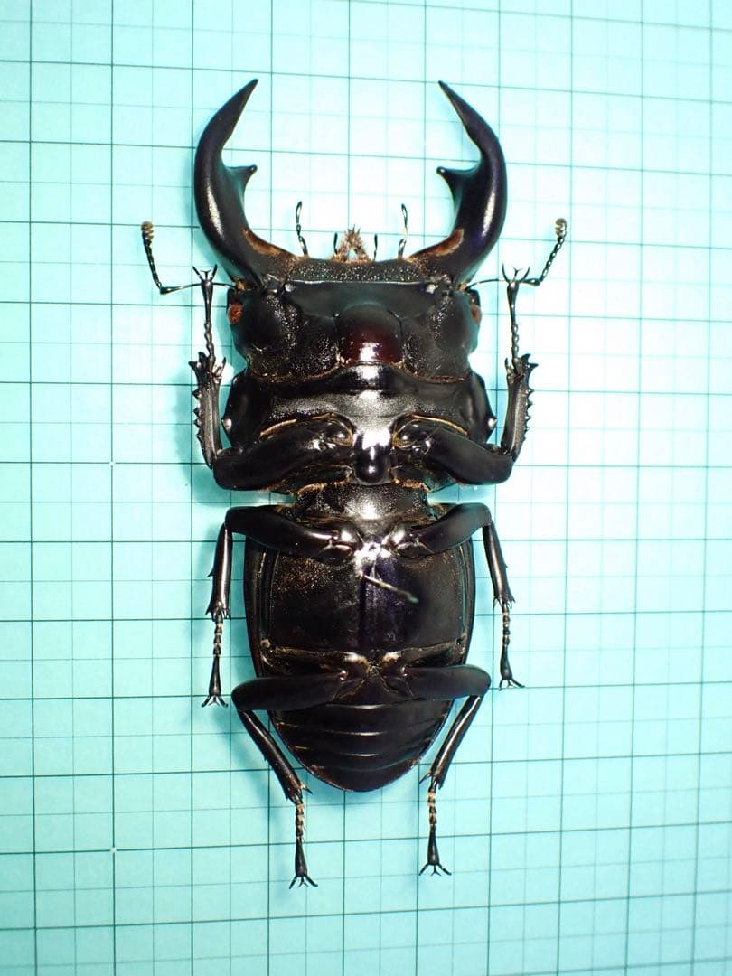 【標本】アンタエウスオオクワガタ　インド産　88.3ミリ　飼育品
